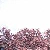 Magnolia soulangiana