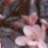 Magnolia soulangiana
