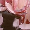 Magnolia soulangiana