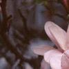 Magnolia soulangiana