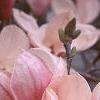 Magnolia soulangiana