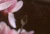 Magnolia soulangiana
