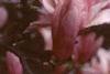 Magnolia soulangiana