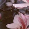 Magnolia soulangiana