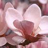 Magnolia soulangiana