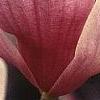 Magnolia soulangiana