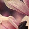 Magnolia soulangiana