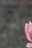 Magnolia soulangiana, flowers