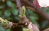 Magnolia x soulangiana 'Picture'