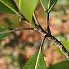 Magnolia virginiana, leaves