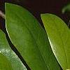 Magnolia virginiana