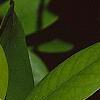 Magnolia virginiana