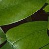 Magnolia virginiana