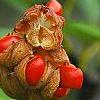Magnolia virginiana, fruit