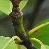 Magnolia virginiana, fruit