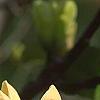 Magnolia 'Yellow Bird', flowers
