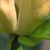 Magnolia 'Yellow Bird', flowers