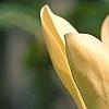 Magnolia 'Yellow Bird', flowers