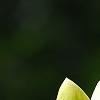 Magnolia 'Yellow Bird', flowers