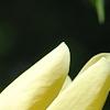 Magnolia 'Yellow Bird', flowers