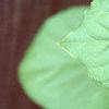 Schisandra chinensis, leaves