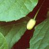 Schisandra chinensis, leaves