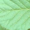 Schisandra chinensis, leaves