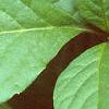 Schisandra chinensis, leaves