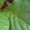 Schisandra chinensis, leaves