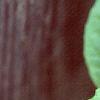 Schisandra chinensis, leaves