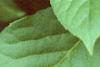 Schisandra chinensis, leaves