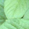 Schisandra chinensis, leaves