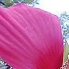Hibiscus coccineus, flowers