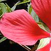 Hibiscus coccineus