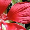 Hibiscus coccineus