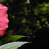Hibiscus coccineus