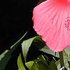 Hibiscus coccineus