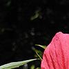 Hibiscus coccineus