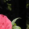 Hibiscus coccineus
