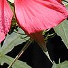 Hibiscus coccineus