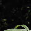 Hibiscus coccineus