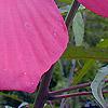 Hibiscus coccineus