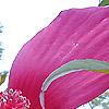 Hibiscus coccineus
