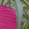 Hibiscus coccineus