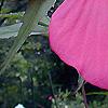 Hibiscus coccineus