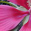 Hibiscus coccineus