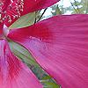 Hibiscus coccineus