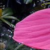 Hibiscus coccineus