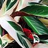 Stromanthe thalia 'Triostar', habit