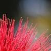 Calliandra haematocephala, flowers